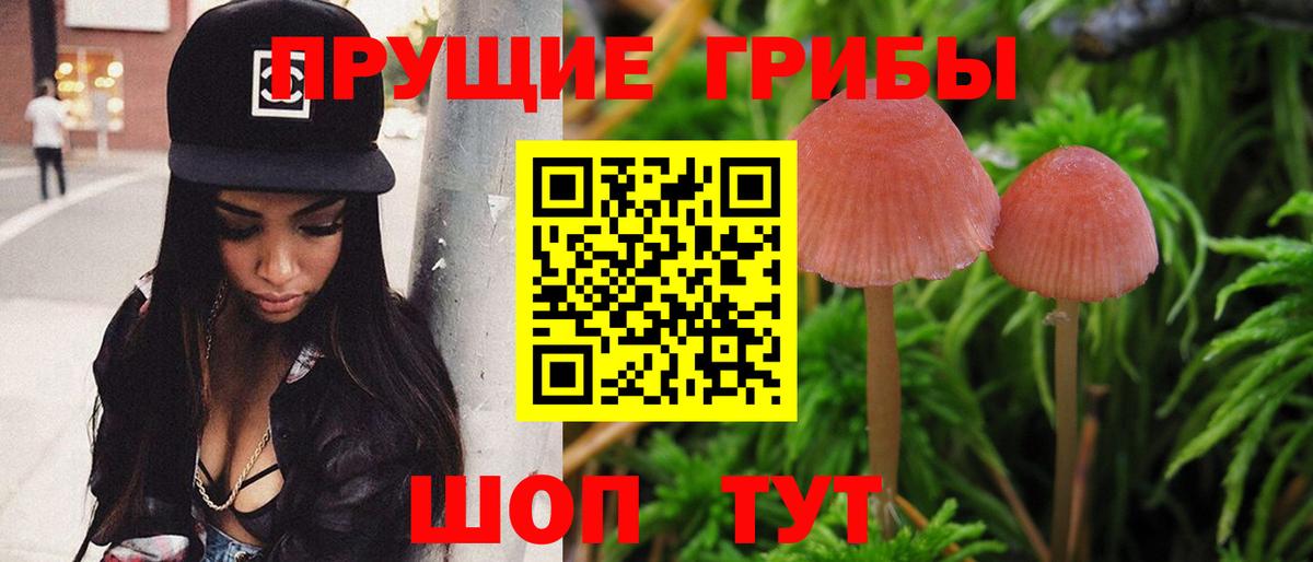 Черняховск  Псилоцибиновые грибы GOLDEN TEACHER  Галлюциногенные грибы GOLDEN TEACHER  Вход с VPN 